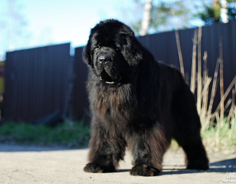 Фотография № 206541