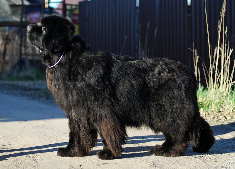 Фотография № 206543