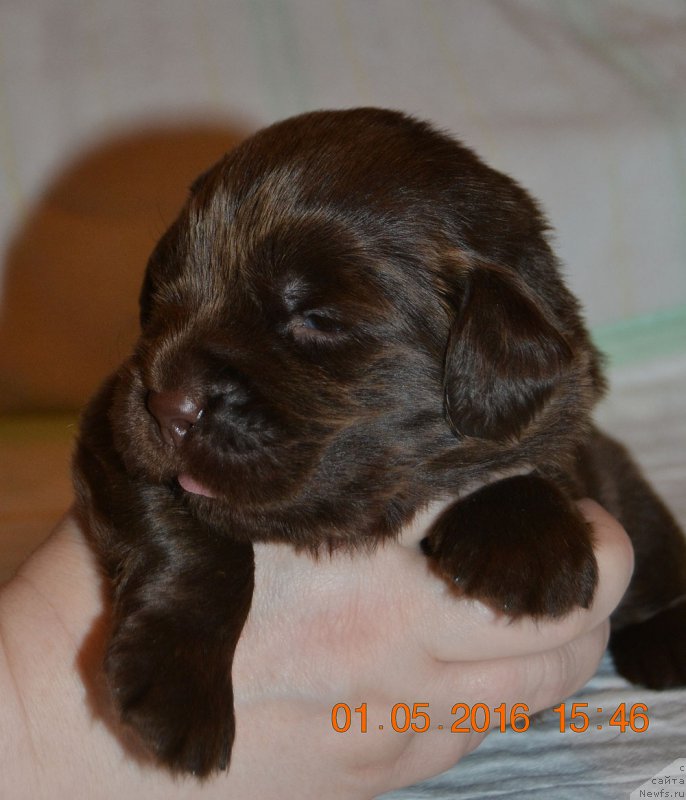 Фото: ньюфаундленд Zhdanny Syn Vialiki Miadzvedz, ньюфаундленд Джаконда