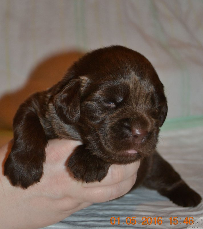 Фото: ньюфаундленд Zhdanny Syn Vialiki Miadzvedz, ньюфаундленд Джаконда