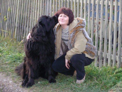 Фото: ньюфаундленд Адриана Арктос Олдайв