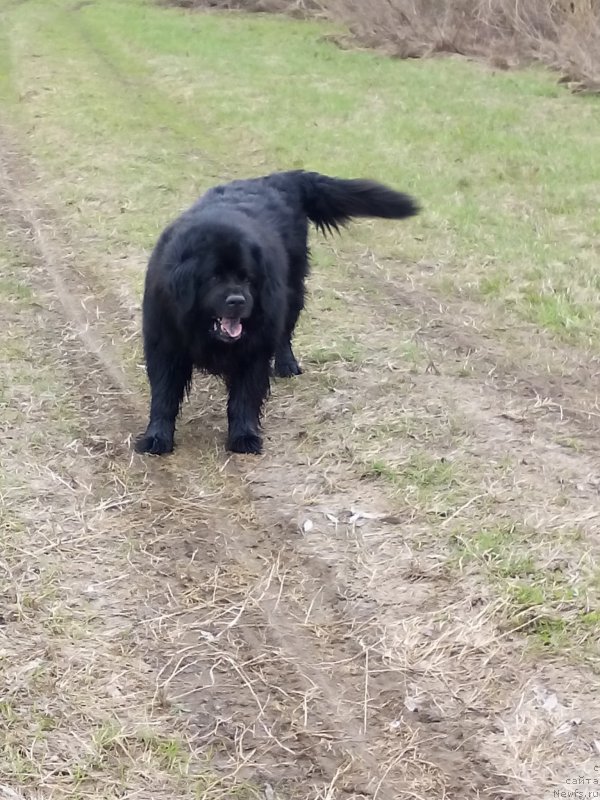 Фото: ньюфаундленд Кайден Плейфул (Kaiden Playful)