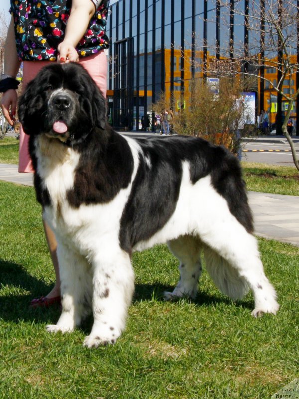 Фотография № 206557