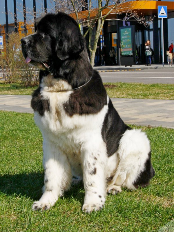 Фото: ньюфаундленд Питерньюф Банзай (Piternyuf Banzay)
