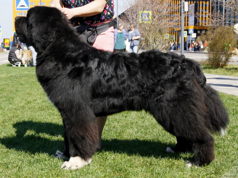 Фото: ньюфаундленд Питерньюф Омниа Винсет Амор (Piternyuf Omnia Vincet Amor)