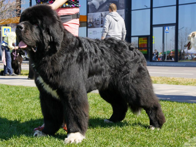 Фото: ньюфаундленд Питерньюф Омниа Винсет Амор (Piternyuf Omnia Vincet Amor)
