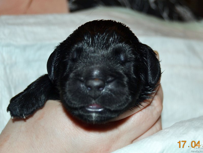 Фото: ньюфаундленд Zhdanny Syn Vialiki Miadzvedz, ньюфаундленд Джаконда