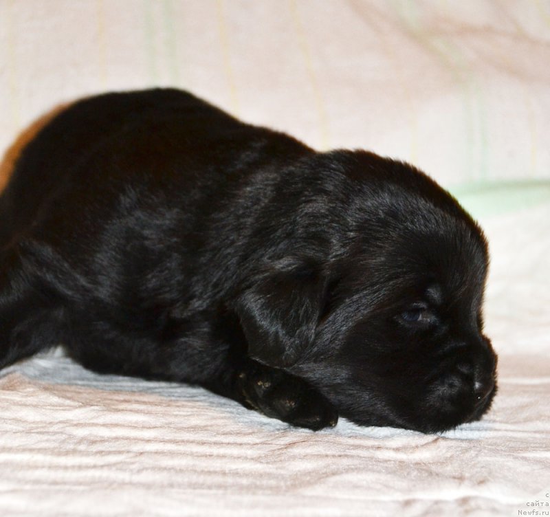 Фото: ньюфаундленд Zhdanny Syn Vialiki Miadzvedz, ньюфаундленд Джаконда