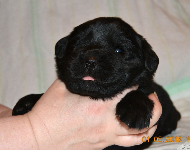 Фото: ньюфаундленд Zhdanny Syn Vialiki Miadzvedz, ньюфаундленд Джаконда