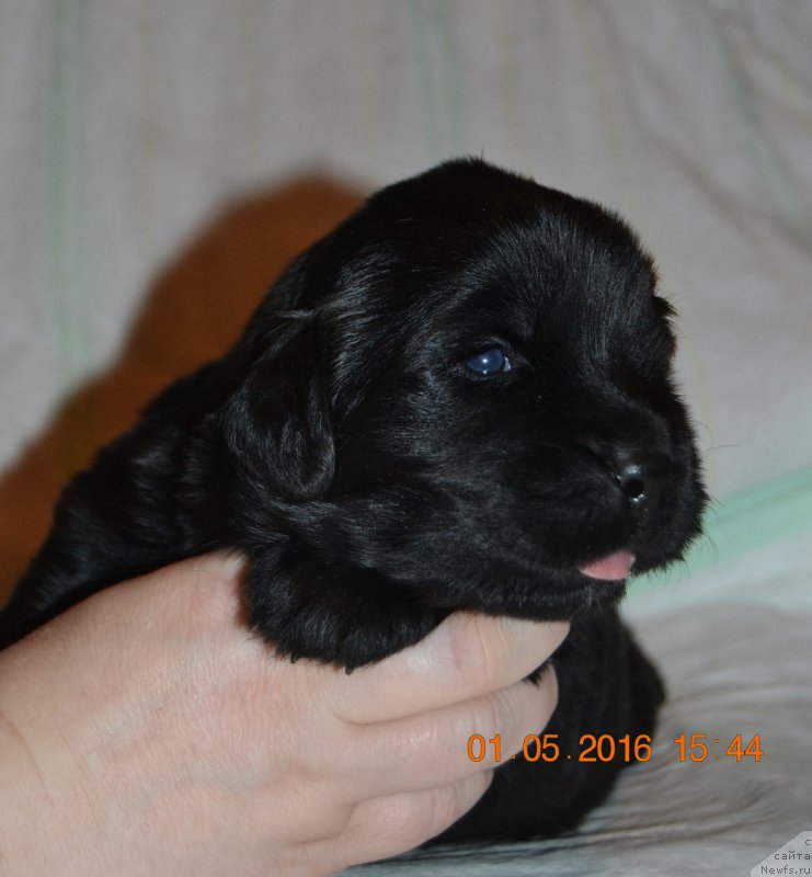 Фото: ньюфаундленд Zhdanny Syn Vialiki Miadzvedz, ньюфаундленд Джаконда