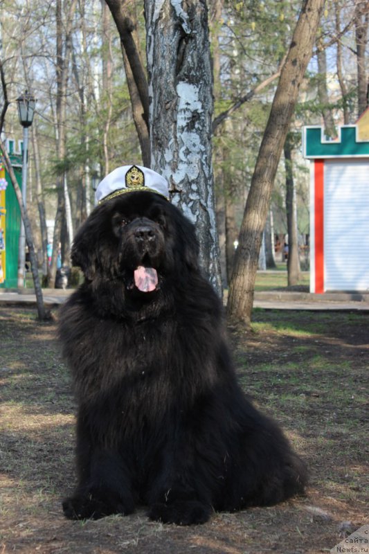 Фото: ньюфаундленд Винсент из Медвежьего Яра (Vincent iz Medvejyego Yara)