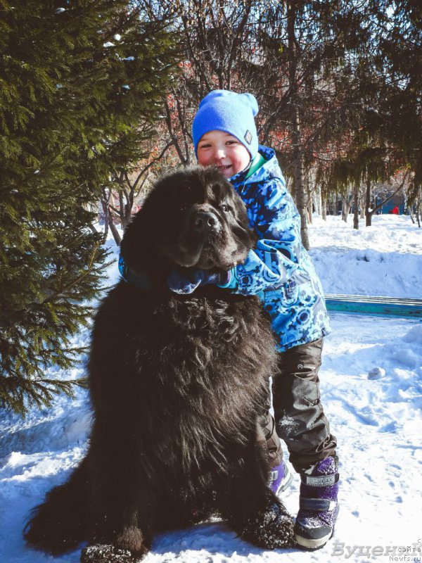 Фото: ньюфаундленд Винсент из Медвежьего Яра (Vincent iz Medvejyego Yara)
