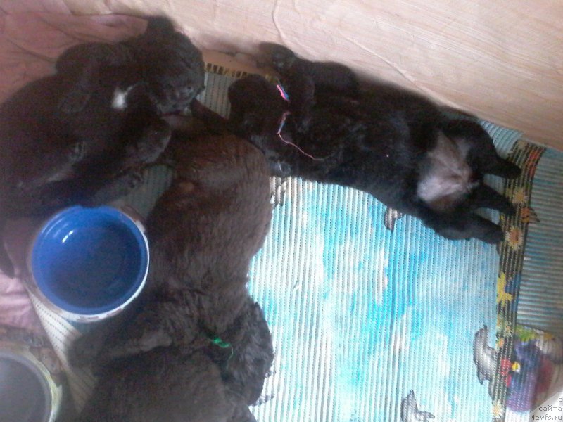 Фотография № 206582