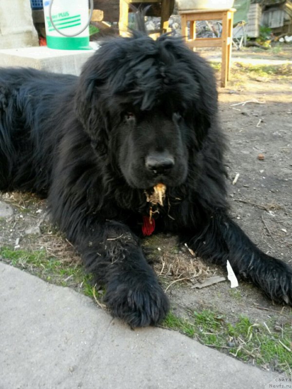 Фото: ньюфаундленд Фанньюф Улетная Девчонка (Funnewf Uletnaya Devchenka)