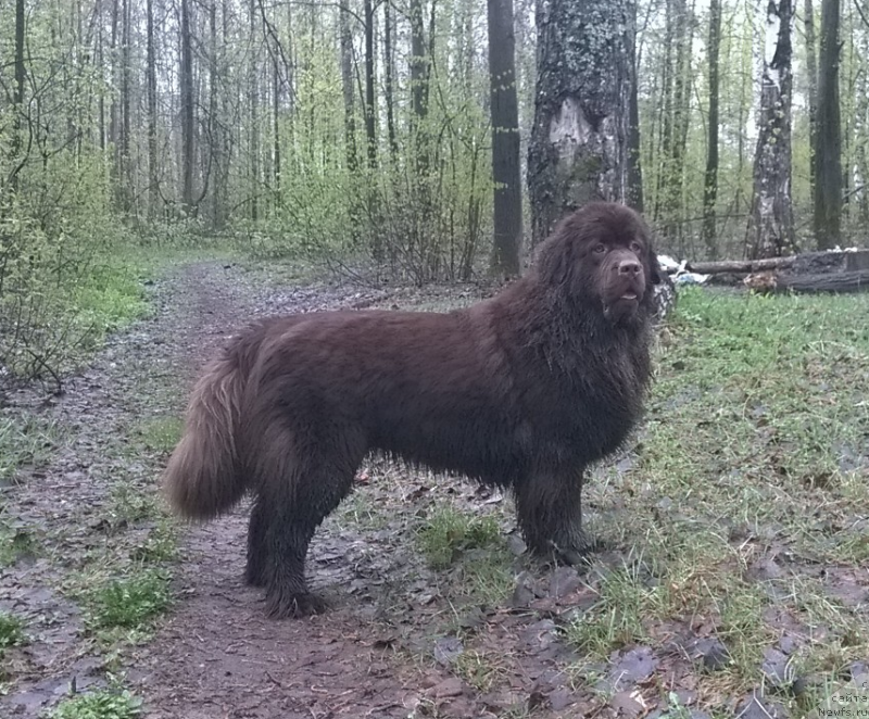 Фото: ньюфаундленд Браунблад МСК Жанара Хайя (Brownblood MSK Zhanara Haya)