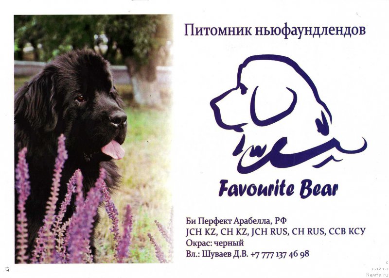 Фото: ньюфаундленд Би Перфект Арабелла