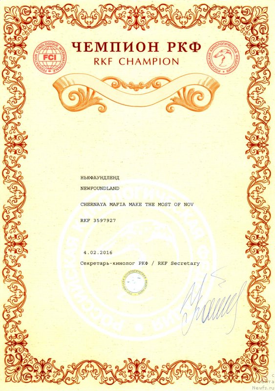 Фото: ньюфаундленд Черная Мафия Маке Тхе Мост оф Нов (Chernaya Mafia Make the Most of Now)