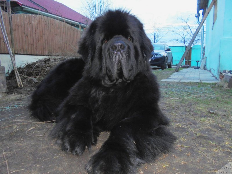 Фото: ньюфаундленд Черная Мафия Шорт анд Свеет (Chernaya Mafia Short and Sweet)