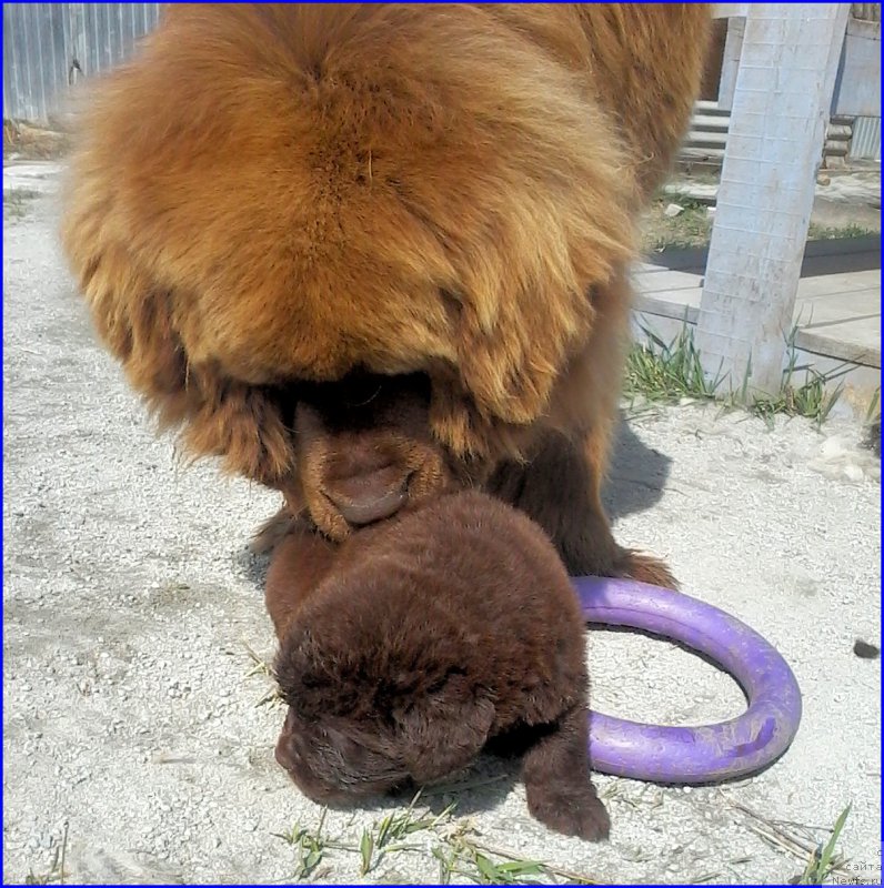 Фото: ньюфаундленд Браунблад МСК Хаким Голд Хайдар (Brownblood MSK Hakim Gold Haydar), ньюфаундленд Ньюфорт Лапочка Дочка, мальчик зелёная лента
