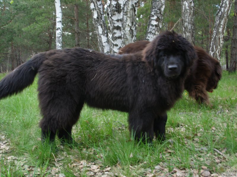 Фото: ньюфаундленд Экселент Бьюти