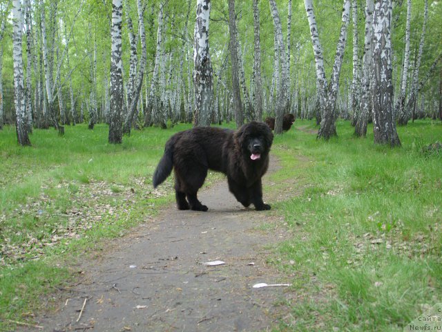 Фото: ньюфаундленд Экселент Бьюти