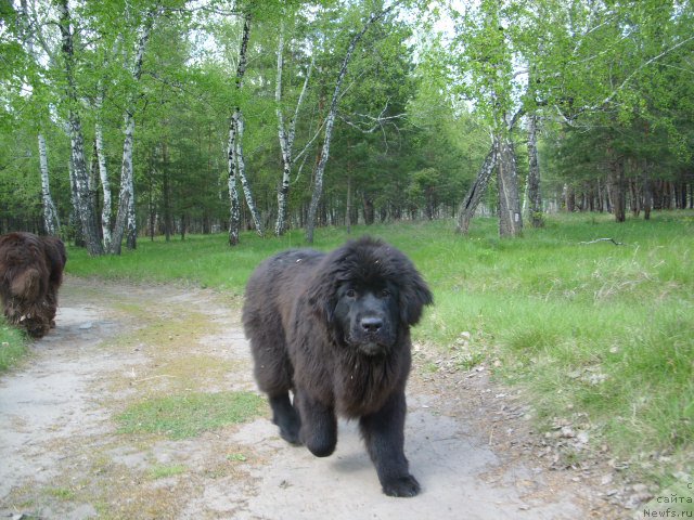 Фото: ньюфаундленд Экселент Бьюти