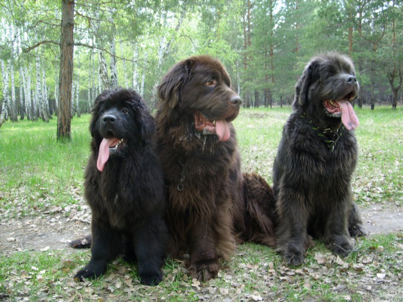 Фото: ньюфаундленд Экселент Бьюти, ньюфаундленд Черный Шарм Амбер Бест Дог ФО Марлеон, ньюфаундленд Аквамариновая Красотка для Марлеон