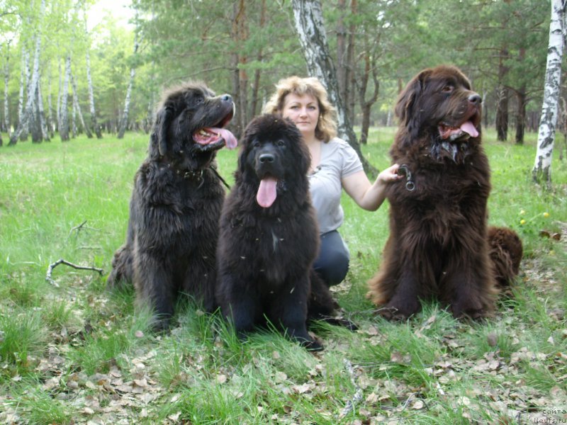 Фото: ньюфаундленд Экселент Бьюти, ньюфаундленд Черный Шарм Амбер Бест Дог ФО Марлеон, ньюфаундленд Аквамариновая Красотка для Марлеон, Татьяна Шайдук