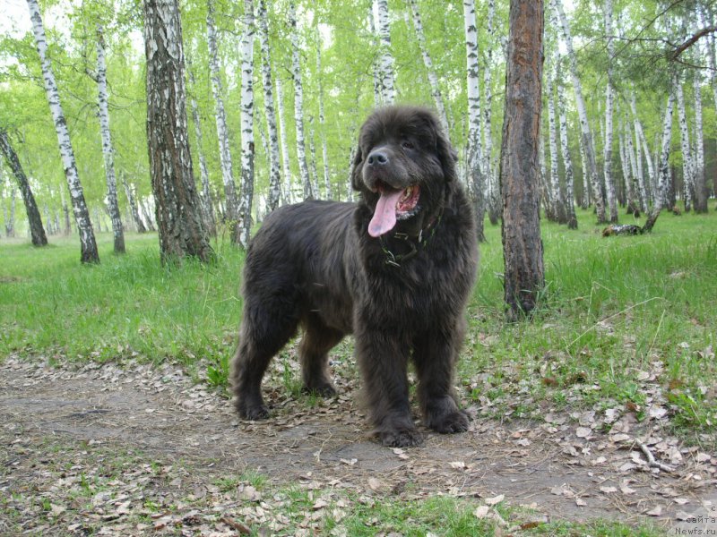 Фото: ньюфаундленд Аквамариновая Красотка для Марлеон