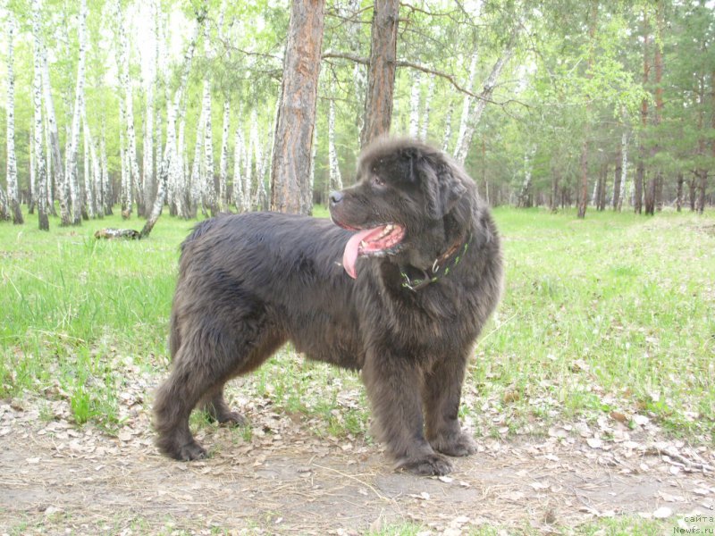 Фото: ньюфаундленд Аквамариновая Красотка для Марлеон