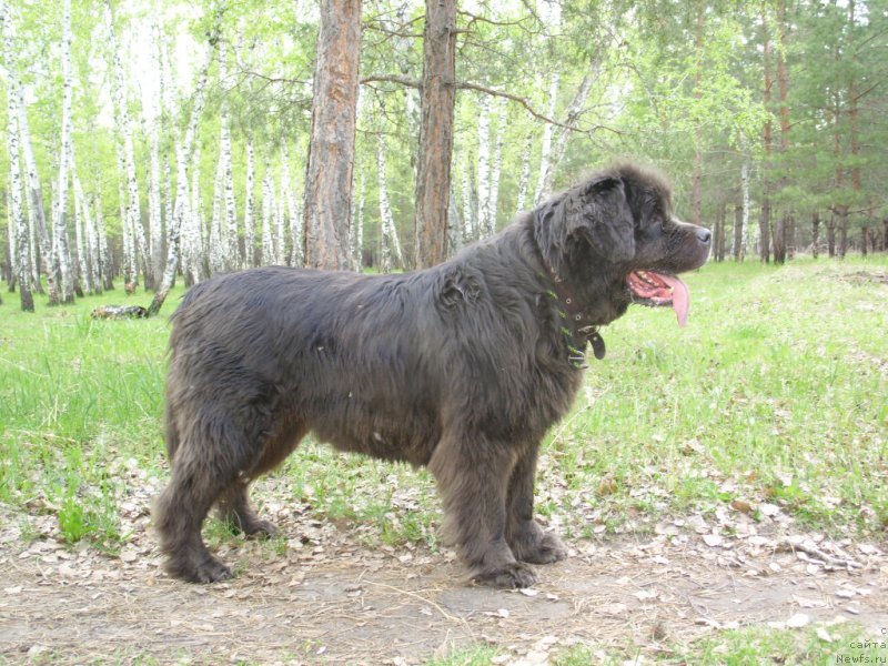 Фото: ньюфаундленд Аквамариновая Красотка для Марлеон