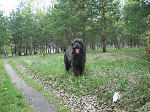 Фото: ньюфаундленд Аквамариновая Красотка для Марлеон