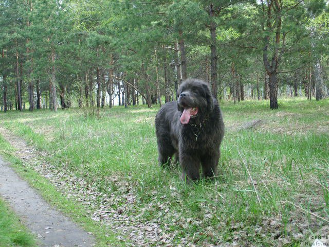 Фото: ньюфаундленд Аквамариновая Красотка для Марлеон