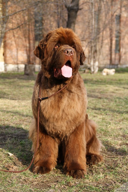 Фото: ньюфаундленд Плюшевая Панда Гиоргио Беуерлу Хиллс (Plushevaya Panda Giorgio Beuerlu Hills)