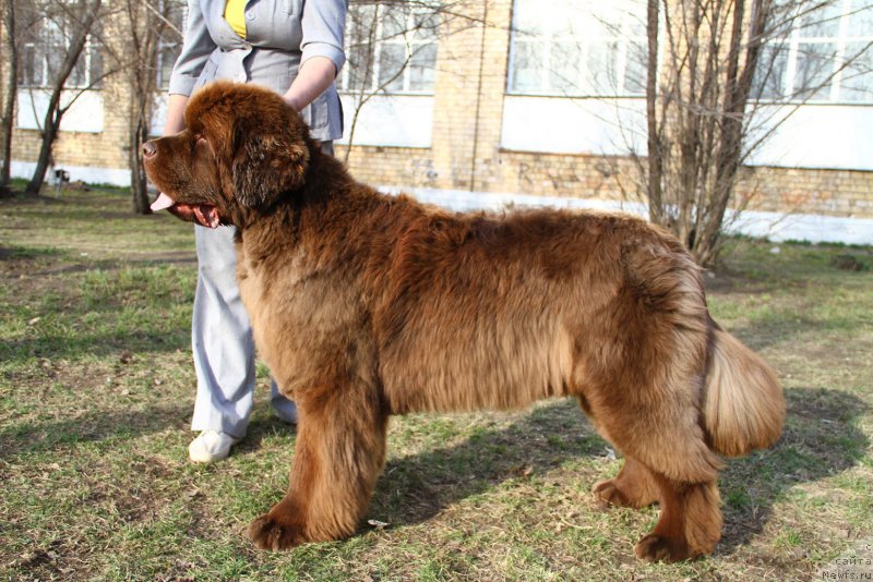 Фото: ньюфаундленд Плюшевая Панда Гиоргио Беуерлу Хиллс (Plushevaya Panda Giorgio Beuerlu Hills)