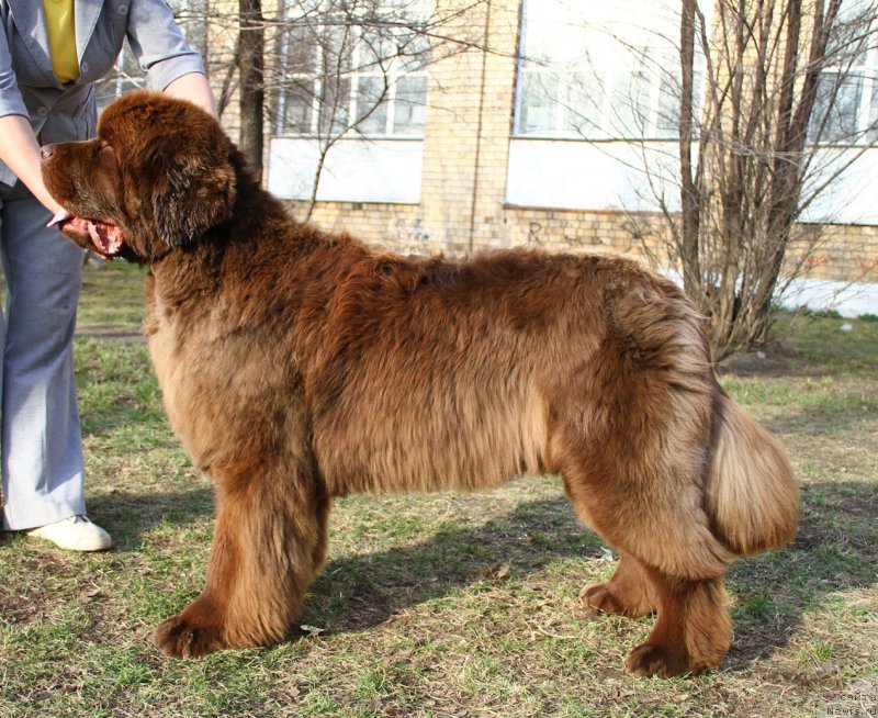 Фото: ньюфаундленд Плюшевая Панда Гиоргио Беуерлу Хиллс (Plushevaya Panda Giorgio Beuerlu Hills)
