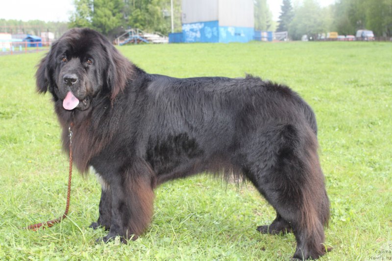 Фото: ньюфаундленд Ли Сан