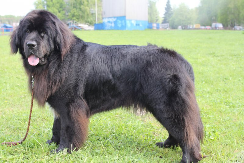 Фото: ньюфаундленд Ли Сан
