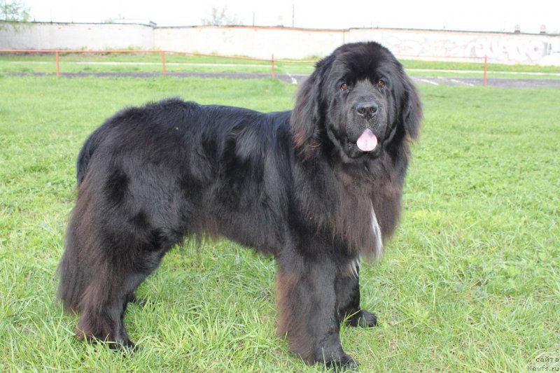 Фото: ньюфаундленд Ли Сан