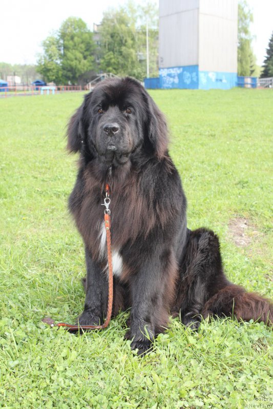 Фото: ньюфаундленд Ли Сан