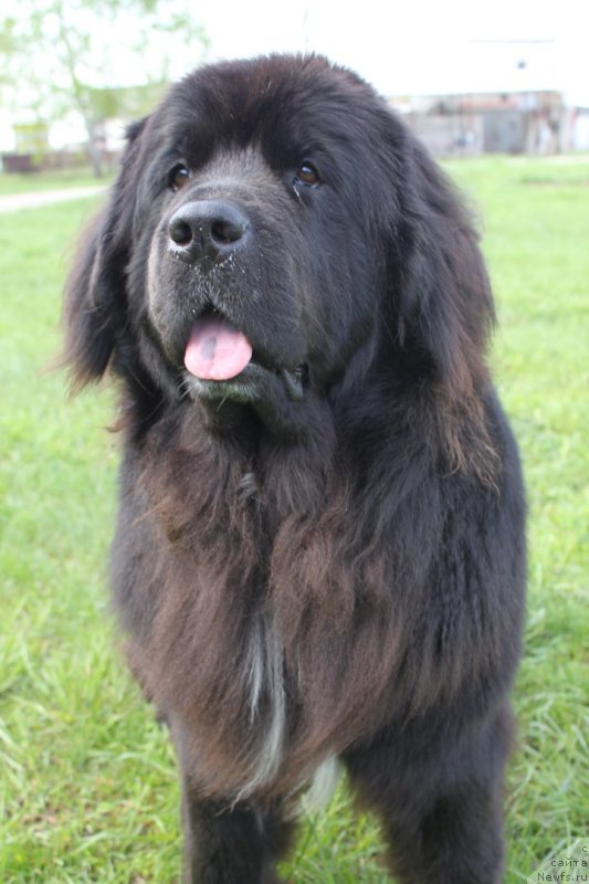 Фото: ньюфаундленд Ли Сан