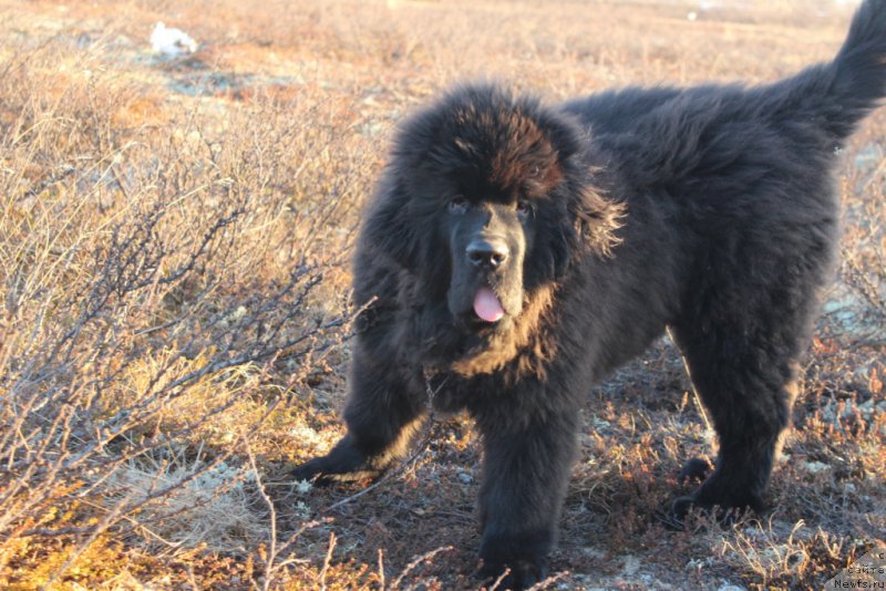 Фото: ньюфаундленд Даймонд Кинг