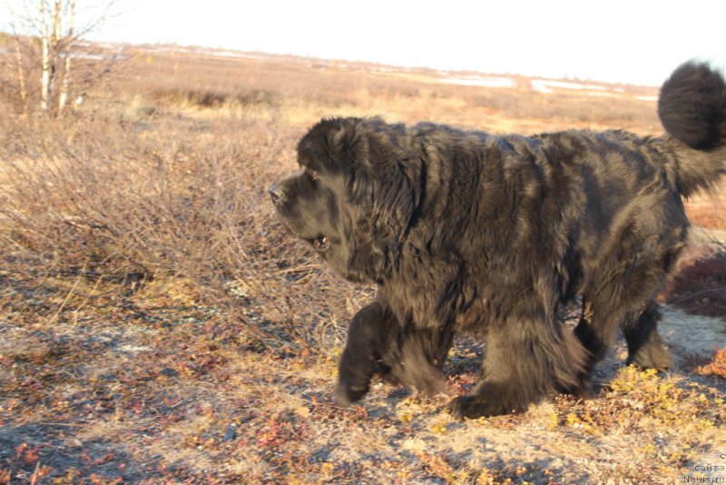 Фото: ньюфаундленд Янтарная Мечта
