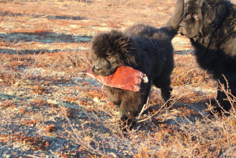 Фото: ньюфаундленд Даймонд Кинг