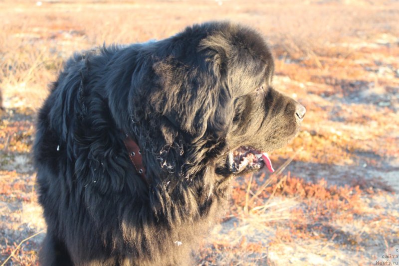 Фото: ньюфаундленд Аллегианс Брайт Проспект