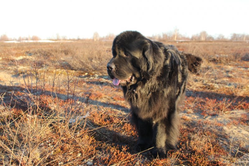 Фото: ньюфаундленд Аллегианс Брайт Проспект