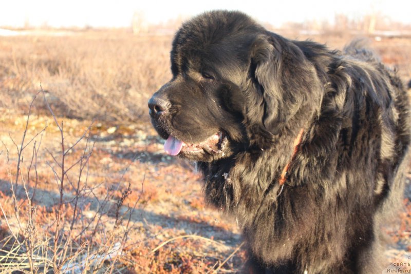 Фото: ньюфаундленд Аллегианс Брайт Проспект