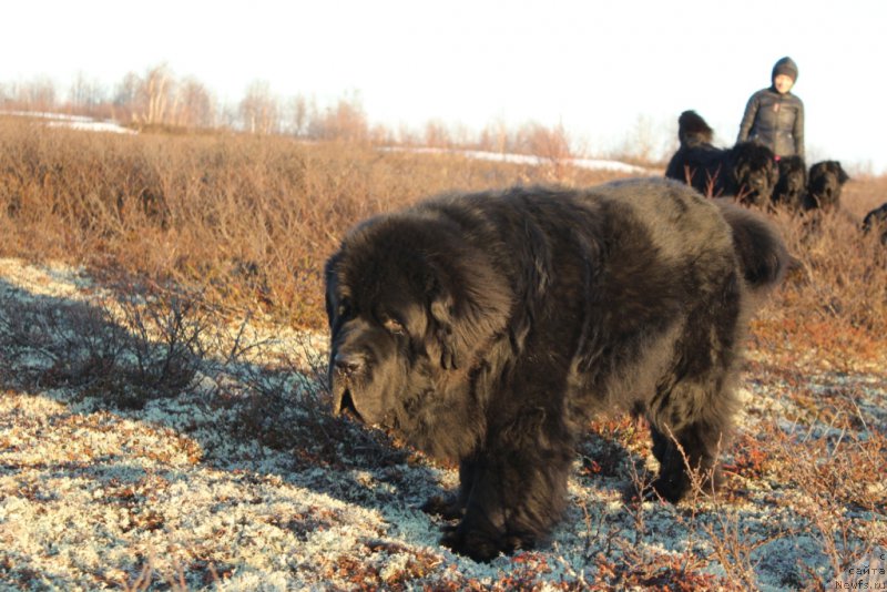 Фото: ньюфаундленд Бегущая по Волнам Зеро Коол