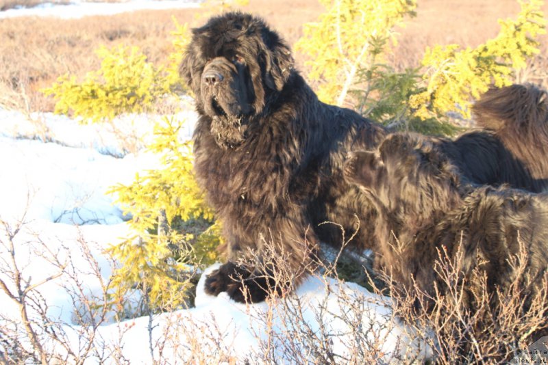 Фото: ньюфаундленд King of Helluland You Shock Me