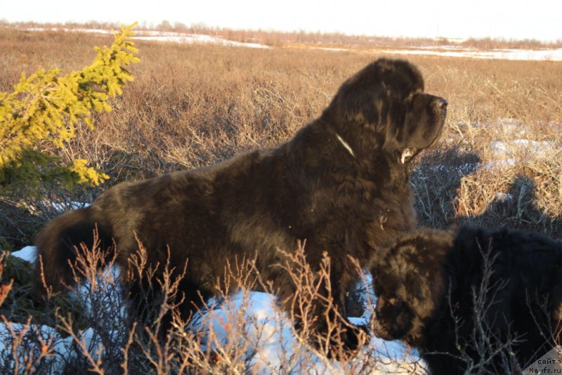 Фото: ньюфаундленд Бегущая по Волнам Зеро Коол